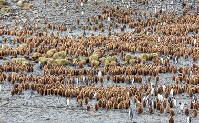 Colony of young and adult King Penguins, South Georgia 