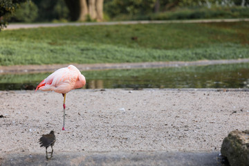 Flamingo in der Natur