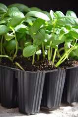 Planting aromatic herbs in terrace