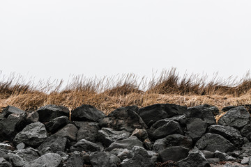 Icelandic nature: black stones and grass at the seaside. Nordic background with lava stones and grass. 