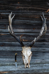The head of an adult deer and a hunting knife. Skull of a deer and a knife.