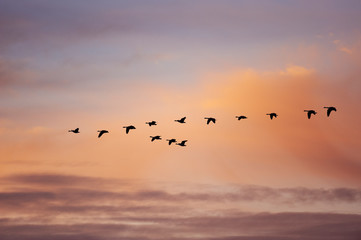 Fototapeta na wymiar Skein of Geese in Flight 