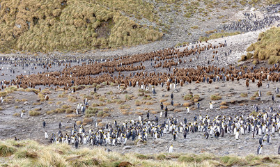 Colony of young and adult King Penguins, South Georgia 