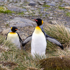 King Penguins in South Georgia