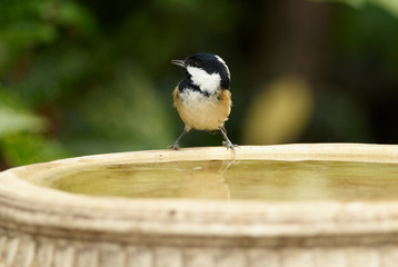 Coal Tit On Perched on Water Table 