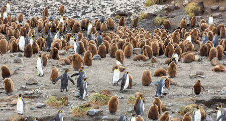 Colony of young and adult King Penguins, South Georgia 