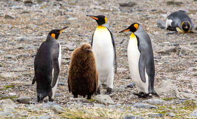 Fototapeta premium Group of King Penguins, South Georgia 
