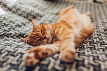 Rolgordijnen Ginger cat sleeping on couch in living room lying on blanket. Pet having nap at home © maryviolet
