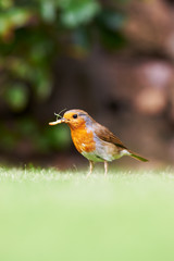 Robin Feeding in Garden 
