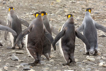 King Penguins from behind walking in South Georgia