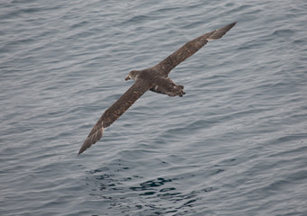 Southern Giant Petrel in flight over Southern Ocean