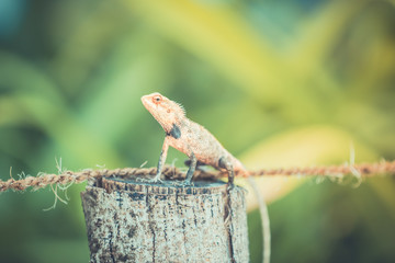 Oriental Garden Lizard, eastern garden lizard or changeable lizard on the rock against green background in natural garden