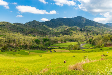 Fototapeta na wymiar Beautiful landscape of Flores island with rice fields, forest and mountains. Indonesia.