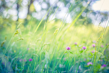 Beautiful close up ecology nature landscape with meadow. Abstract grass background. Artistic and blurred bokeh nature meadow field, peaceful nature