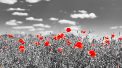 Artistic flower background. Spring summer red poppy flower in soft sunlight, peaceful nature scenery. Petals in sunlight, bright floral closeup. Dramatic nature macro