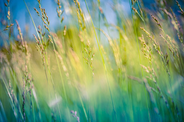 Beautiful close up ecology nature landscape with meadow. Abstract grass background. Artistic and...