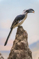 Von der Decken's Hornbill perched on a rock observing its environment, enjoying an afternoon snack