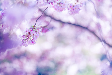 Spring blossom background. Beautiful nature scene with blooming tree and sun flare. Sunny day. Spring flowers. Beautiful Orchard. Abstract blurred background. Springtime