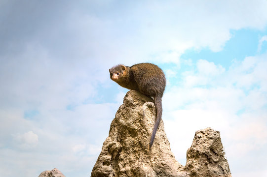 A Dwarf Mongoose sitting on a tall rock observing its environment