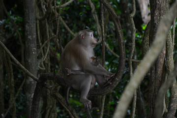 KHAO YAI NATIONAL PARK, THAILAND, OCTOBER 23, 2017: Wild monkeys in Khao Yai National Park