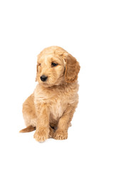 Cute labradoodle puppy sitting looking at the camera isolated on a white background with space for text