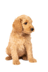 Cute labradoodle puppy sitting looking at the camera isolated on a white background with space for text