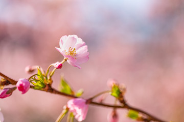 Spring nature background art, pink cherry blossom. Beautiful nature scene with blooming tree and sun flare. Easter Sunny day. Spring flowers. Beautiful orchard abstract blurred background. Springtime