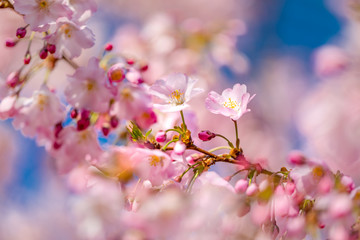 Spring nature background art, pink cherry blossom. Beautiful nature scene with blooming tree and sun flare. Easter Sunny day. Spring flowers. Beautiful orchard abstract blurred background. Springtime