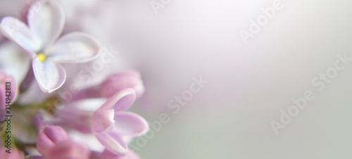 Background or banner with lilac flower and copy space