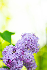 Spring branch of blossoming lilac. Lilac flowers bunch over blurred background. Purple lilac flower with blurred green leaves. Copy space