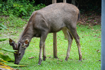 KHAO YAI NATIONAL PARK, THAILAND, OCTOBER 23, 2017: Wild deer in Khao Yai National Park