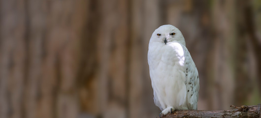Bird of prey in wild nature