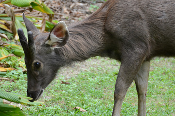 KHAO YAI NATIONAL PARK, THAILAND, OCTOBER 23, 2017: Wild deer in Khao Yai National Park