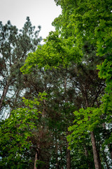 Fototapeta premium Hiking through the woods at Sleeping Bear Dunes National Lakeshore