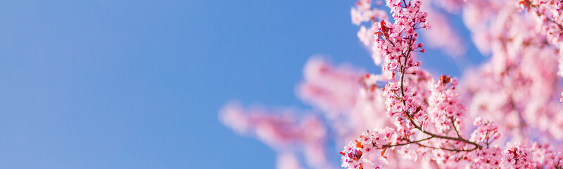 Fantastic spring nature banner background. Beautiful cherry blossom sakura in spring time over blue sky.