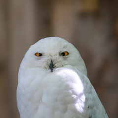 Bird of prey in wild nature