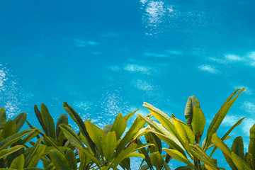 Swimming pool and garden. place for text. Selective focus.