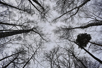 trees in the sky