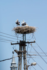 Stork family in a nest in Hungary