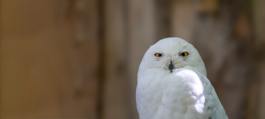 Bird of prey in wild nature