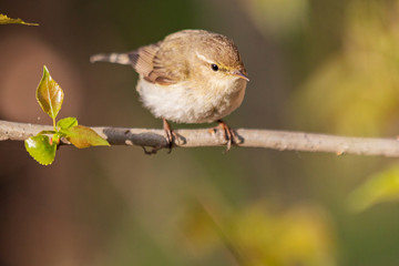 little bird sits on a thin branch