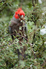 A parrot in Australia