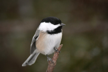 Mésange à tête noire