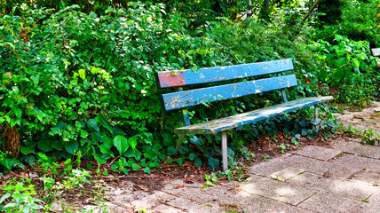 old and empty wooden bench with bushes and green plants in the background