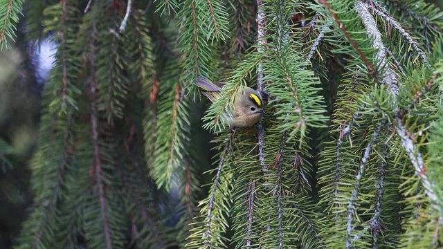 smallest bird in Europe jumps on spruce branches