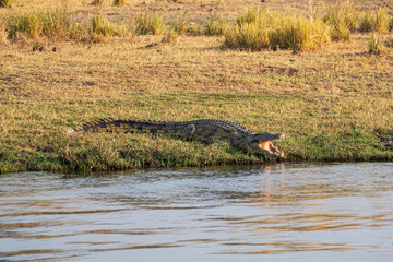 Crocodile with opened mouth