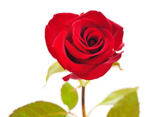 Naklejka premium Beautiful red flowers.