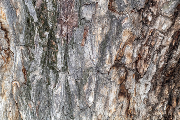 Old Weathered Wood Texture Close Up