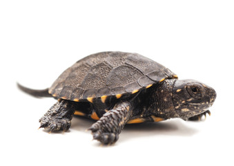 One beautiful turtle.