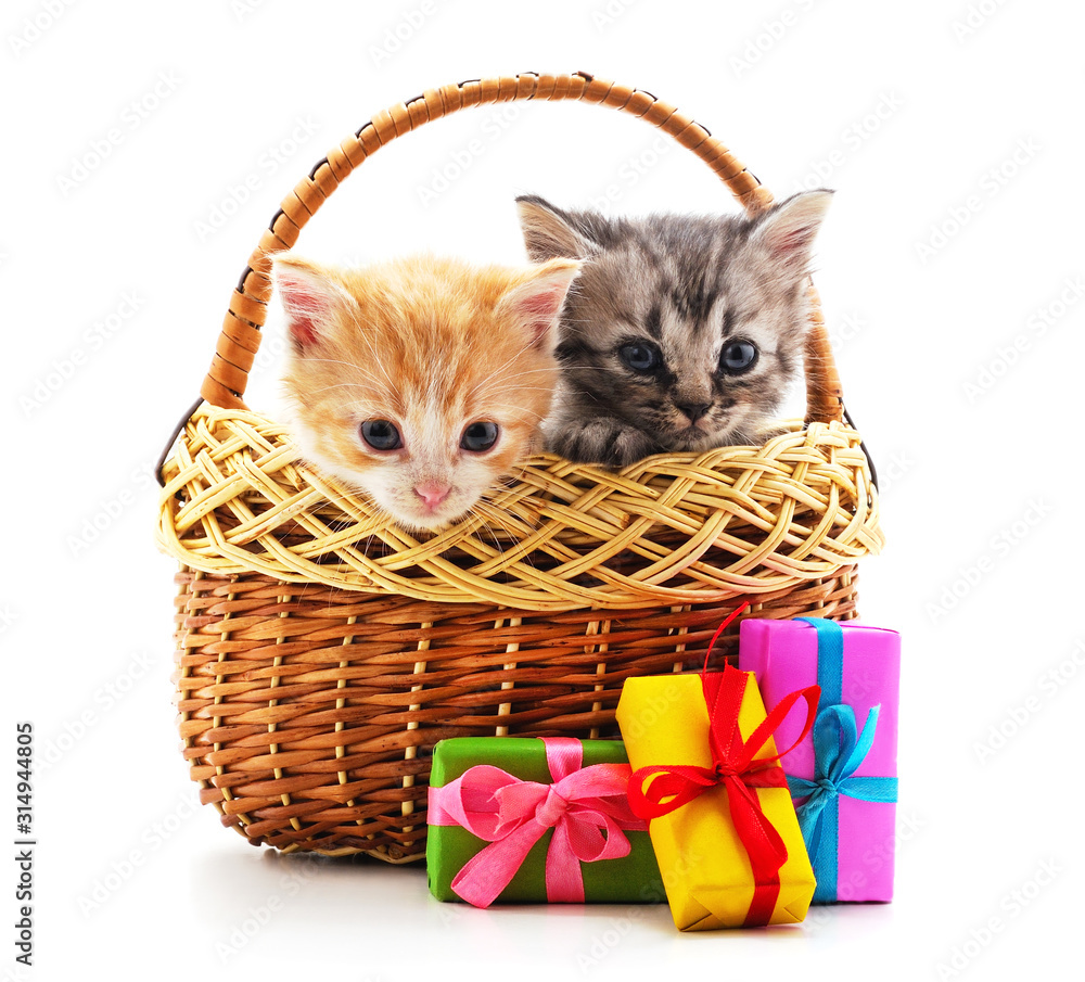 Canvas Prints two kittens in the basket with a gift.